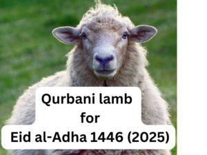 ***We regret to inform you that no orders can be accepted for the year 1446 (2025).***