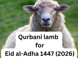 Qurbani lamb for Eid al-Adha 1447 (2026)